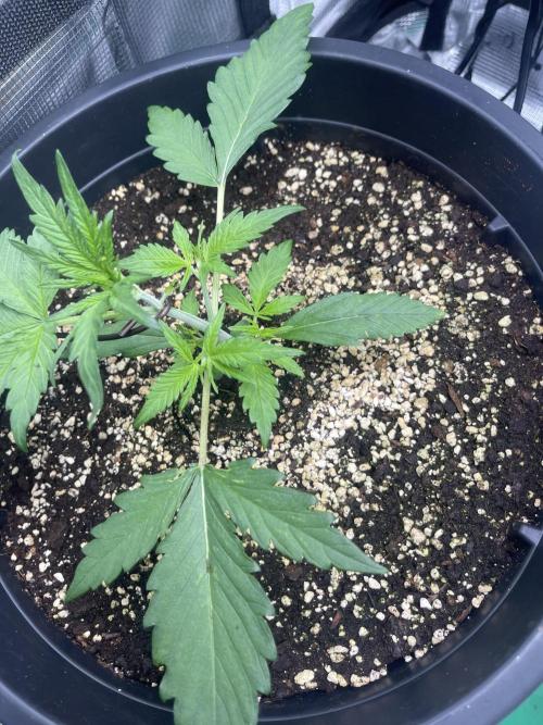 Grow #2. Week 2