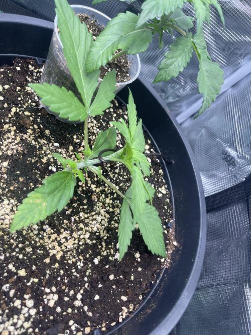 Grow #2. Week 2
