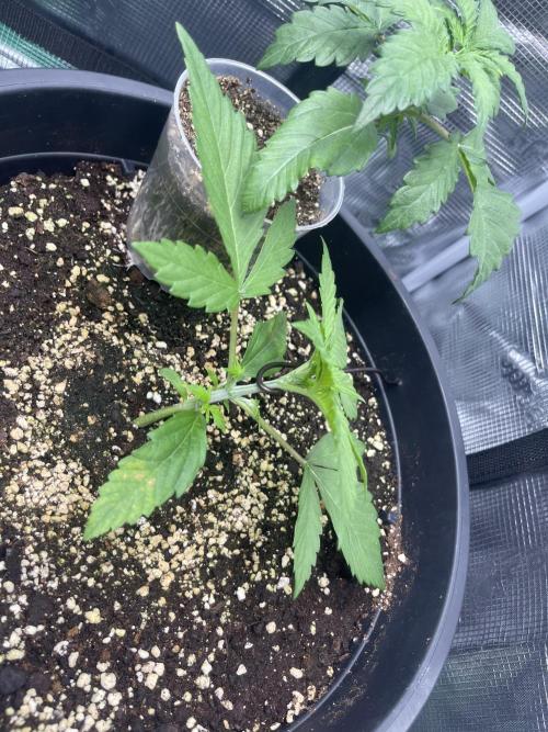 Grow #2. Week 2