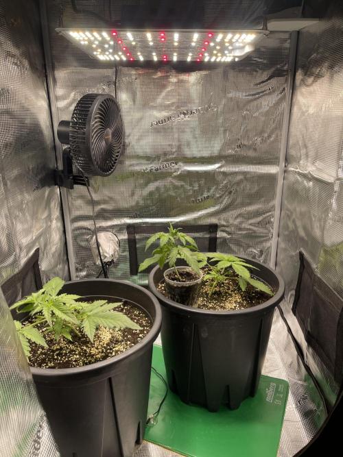 Grow #2. Week 3