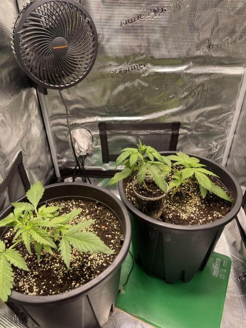 Grow #2. Week 3