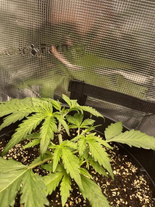 Grow #2. Week 3