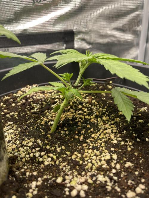 Grow #2. Week 3