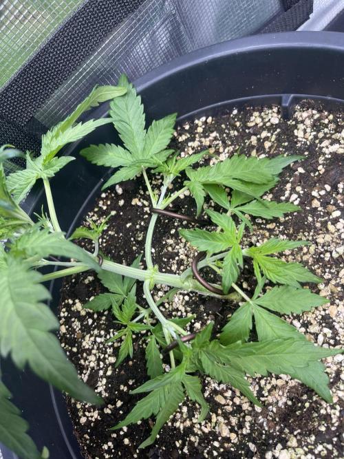 Grow #2. Week 4
