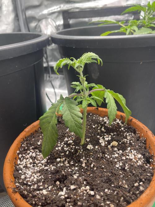 Grow #2. Week 4