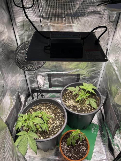 Grow #2. Week 4