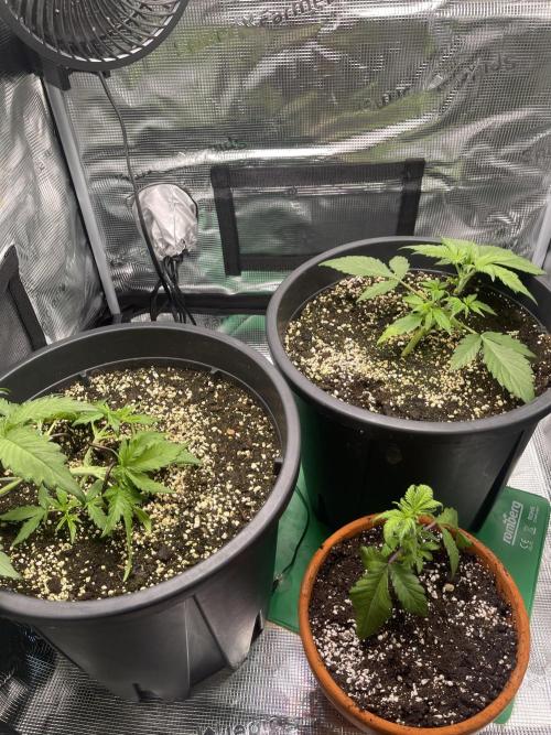 Grow #2. Week 4