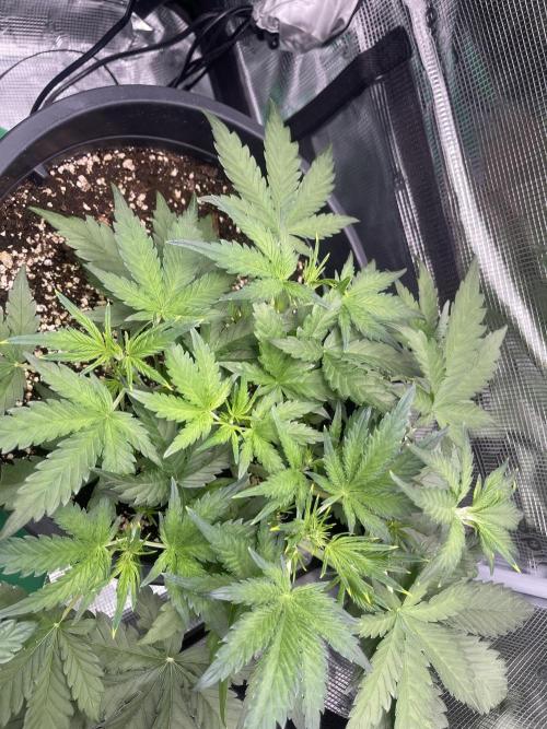 Grow #2. Week 4