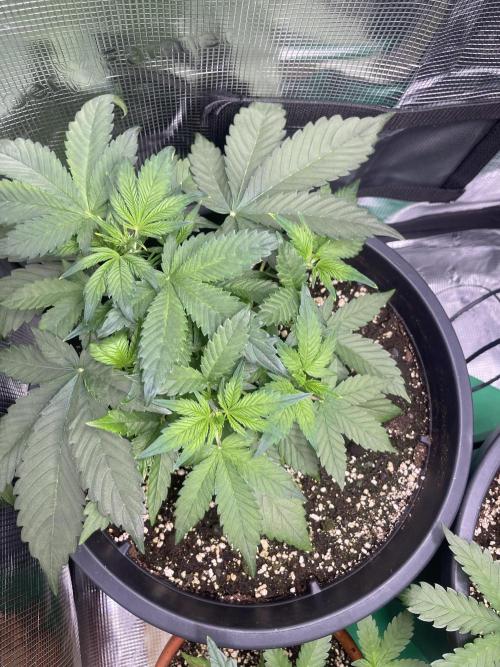 Grow #2. Week 4