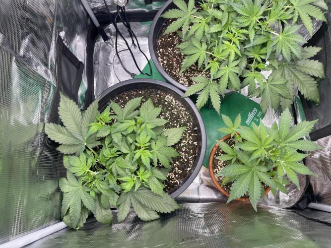 Grow #2. Week 4