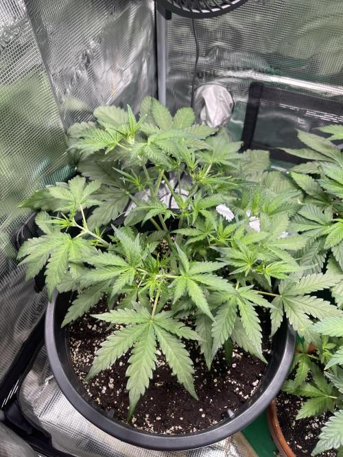 Grow #2. Week 5