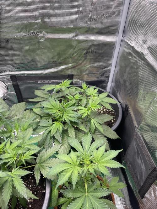 Grow #2. Week 5