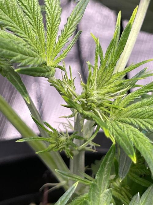 Grow #2. Week 5