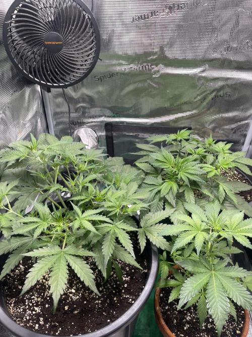 Grow #2. Week 5