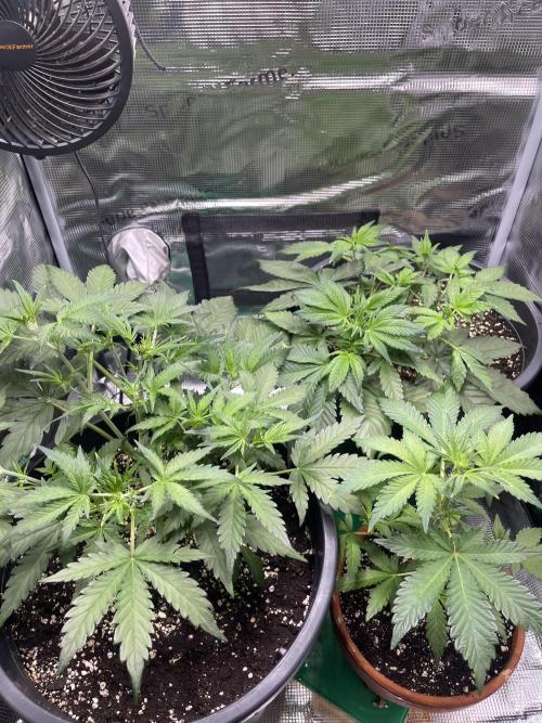 Grow #2. Week 5