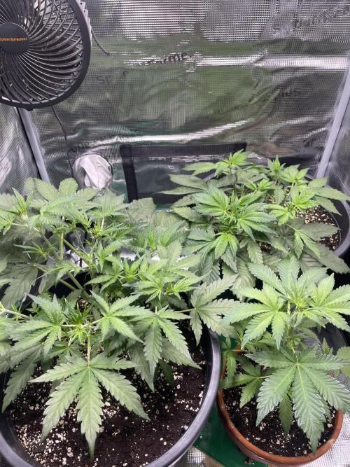 Grow #2. Week 5