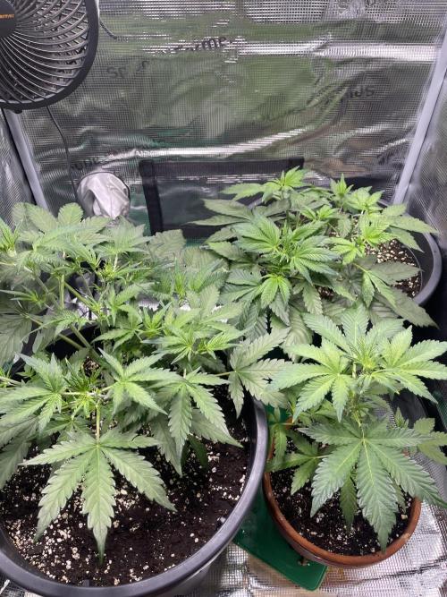 Grow #2. Week 5