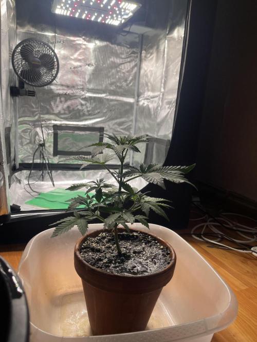 Grow #2. Week 5