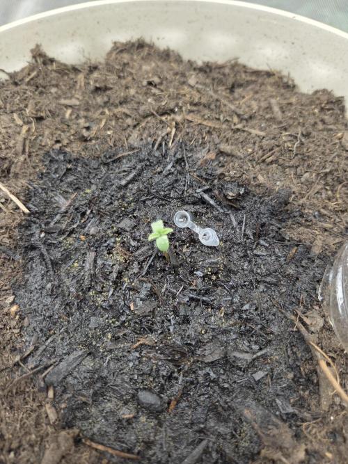 Sponsor grow. Week 1