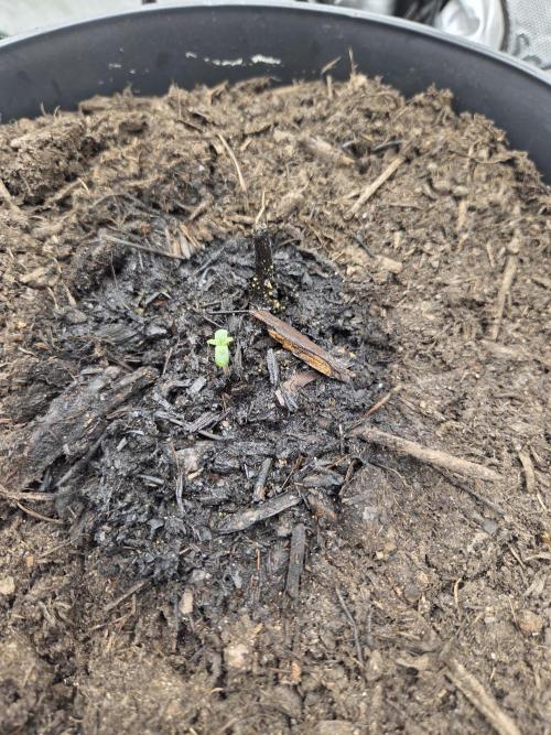 Sponsor grow. Week 1