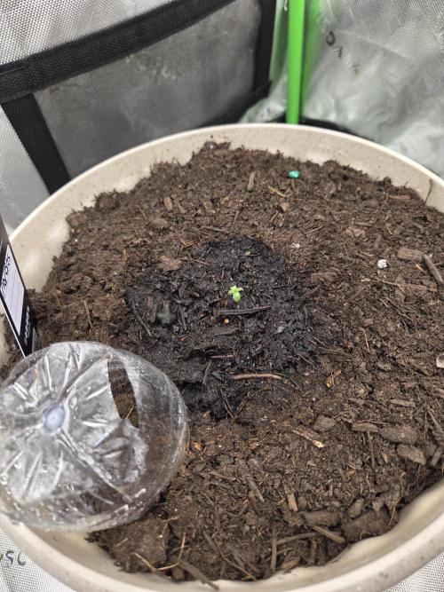 Sponsor grow. Week 1