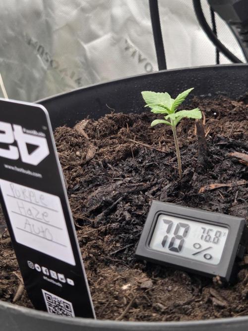 Sponsor grow. Week 3