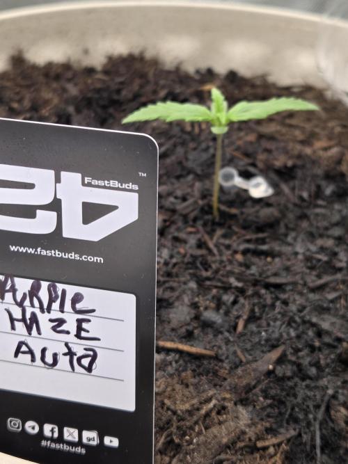 Sponsor grow. Week 3