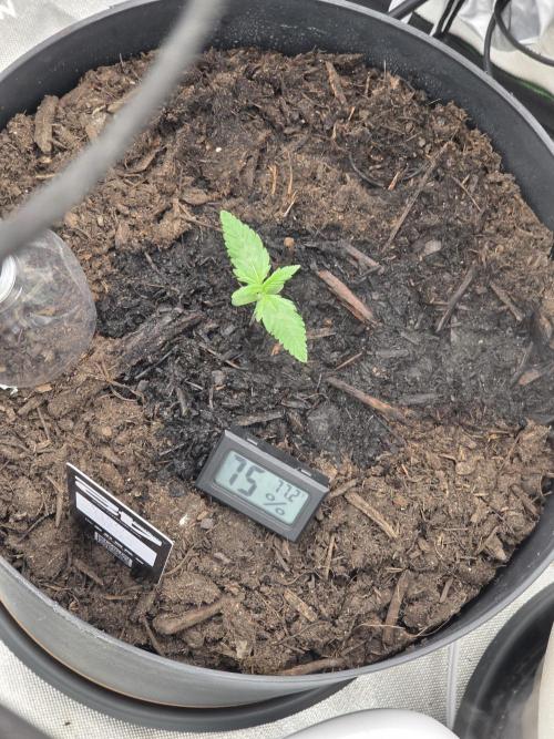 Sponsor grow. Week 3