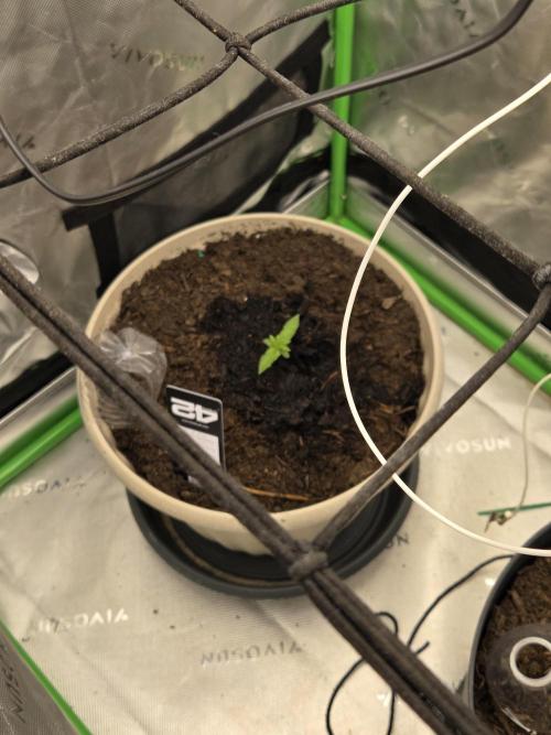 Sponsor grow. Week 3