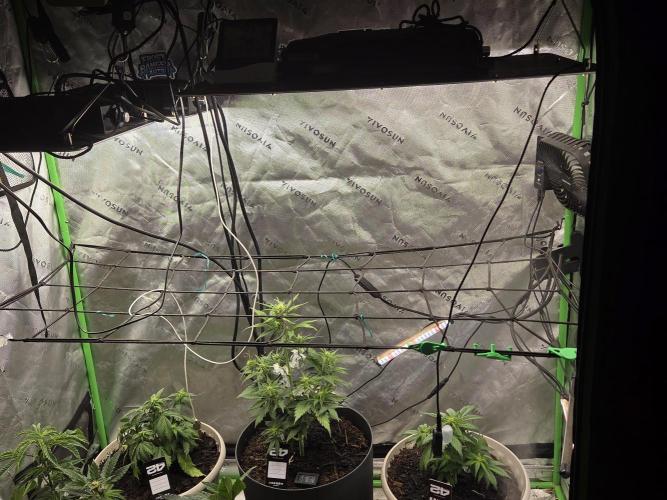 Sponsor grow. Week 4