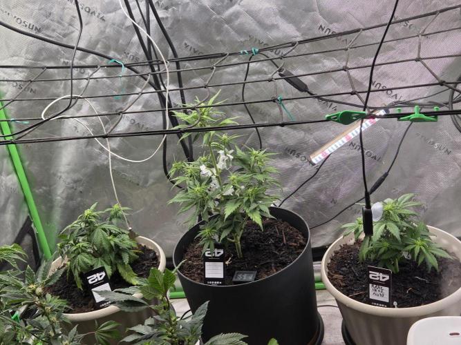 Sponsor grow. Week 4 - Full shot of 3 plants