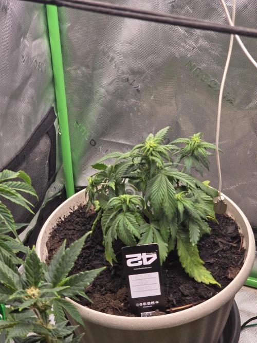 Sponsor grow. Week 4