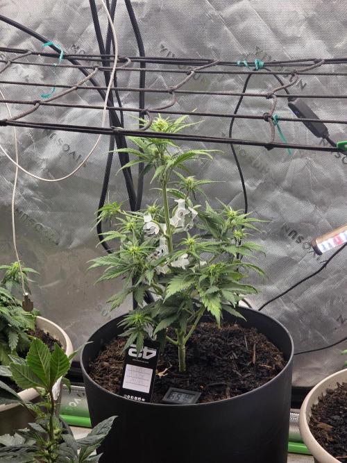 Sponsor grow. Week 4 - Tallest girl in the bunch 