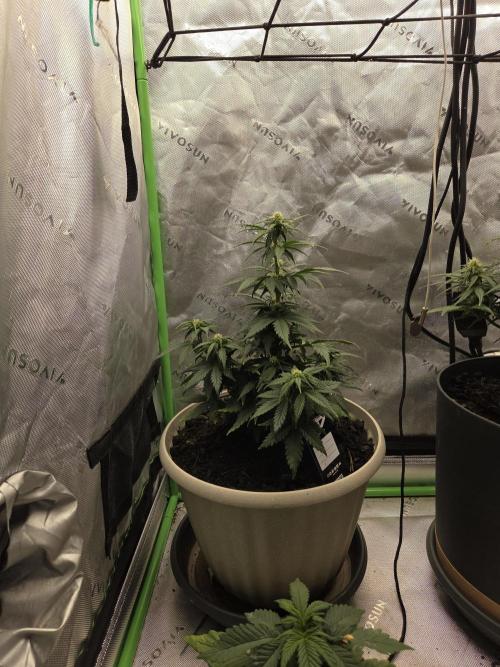 Sponsor grow. Week 5 - Still a bit small I usually transport before I put into this pot but I did not