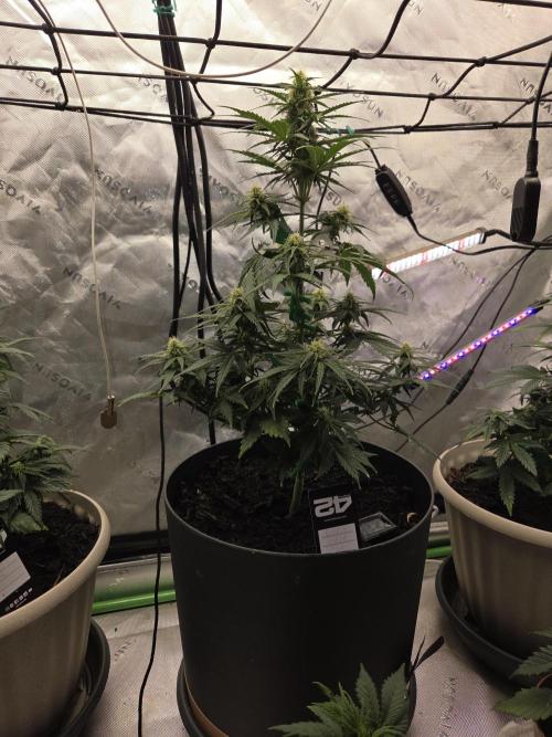 Sponsor grow. Week 5 - Looks like a trees coming in