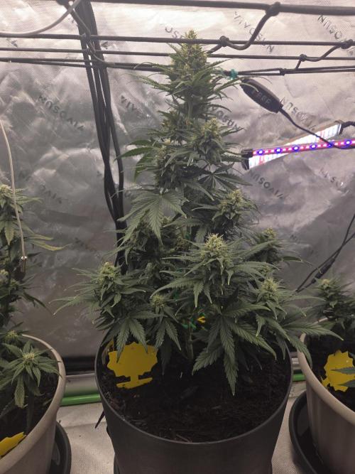 Sponsor grow. Week 6