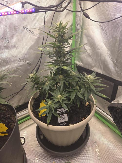 Sponsor grow. Week 6
