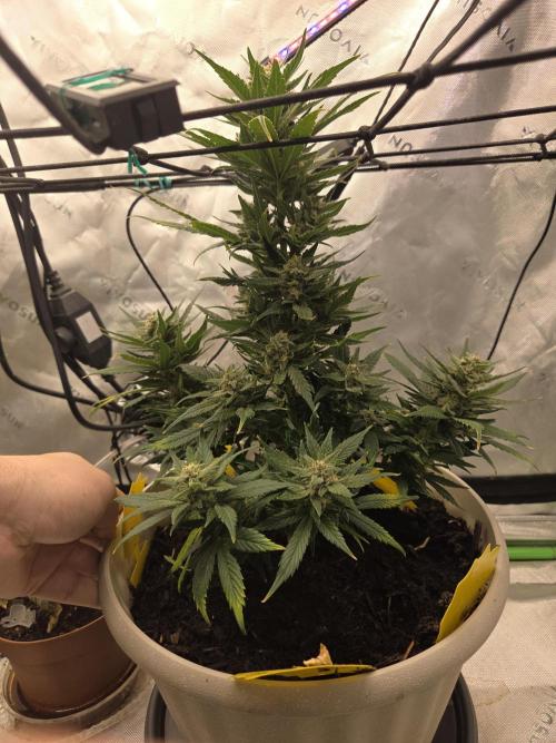 Sponsor grow. Week 7