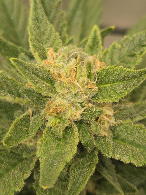 Sponsor grow. Week 7