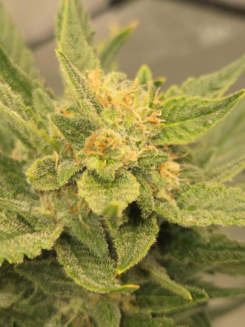 Sponsor grow. Week 7