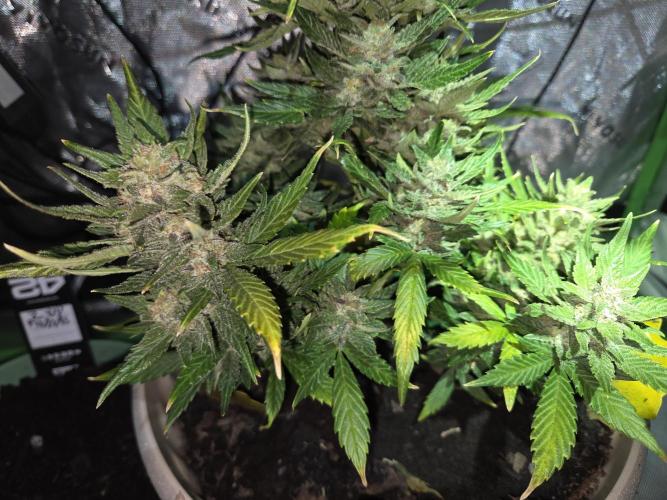 Sponsor grow. Week 8