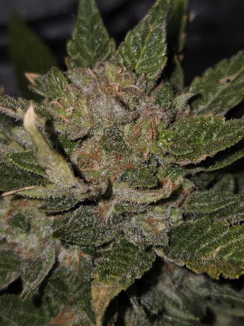 Sponsor grow. Week 8