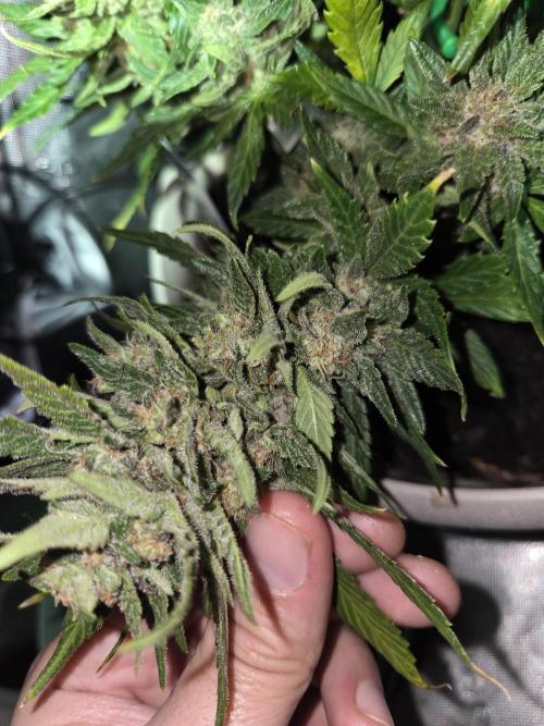 Sponsor grow. Week 8