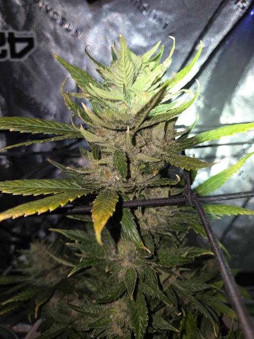 Sponsor grow. Week 8