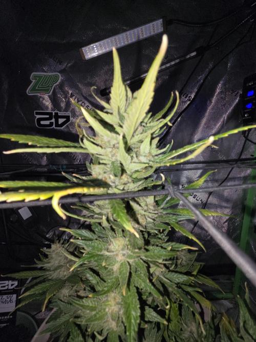 Sponsor grow. Week 8