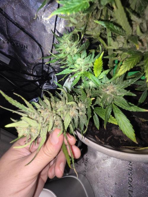 Sponsor grow. Week 8