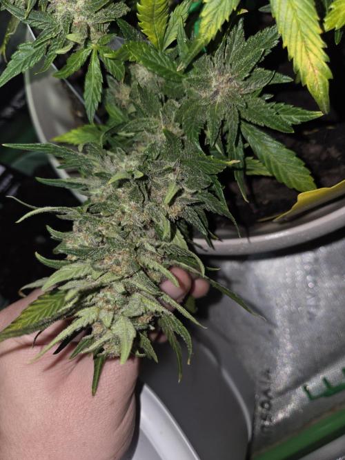 Sponsor grow. Week 8