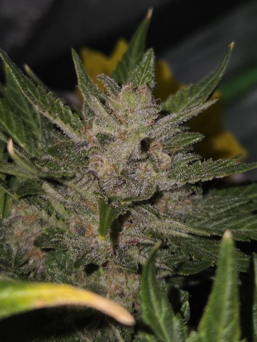 Sponsor grow. Week 8