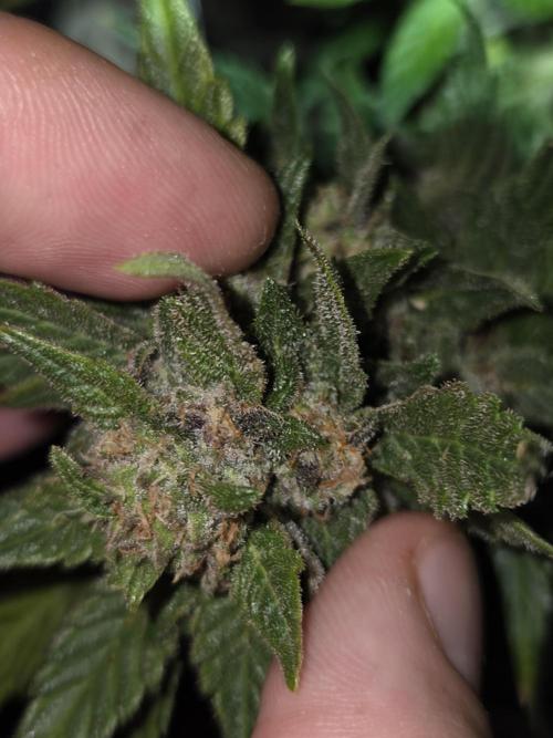 Sponsor grow. Week 8