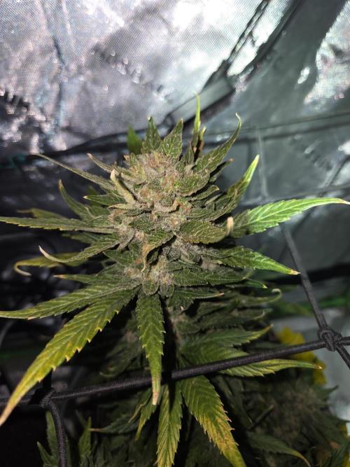 Sponsor grow. Week 8